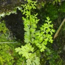 Anogramma leptophylla (L.) LinkAnogramma leptophylla (L.) Link