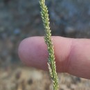 Sporobolus indicus (L.) R. Br.Sporobolus indicus (L.) R. Br.