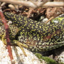 Timon lepidus (Daudin, 1802)Timon lepidus (Daudin, 1802)