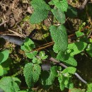 Teucrium scorodonia L.Teucrium scorodonia L.