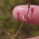 Juncus bufonius L.Juncus bufonius L.