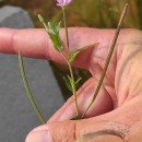 Epilobium obscurum Schreb.Epilobium obscurum Schreb.