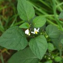 Solanum nigrum L.Solanum nigrum L.