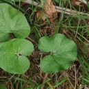 Petasites pyrenaicus (L.) G. LópezPetasites pyrenaicus (L.) G. López