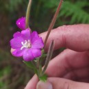 Epilobium hirsutum L.Epilobium hirsutum L.