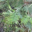 Acacia dealbata LinkAcacia dealbata Link