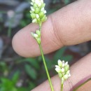 Persicaria maculosa GrayPersicaria maculosa Gray