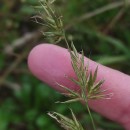 Anthoxanthum amarum Brot.Anthoxanthum amarum Brot.