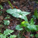 Arum italicum Mill.Arum italicum Mill.