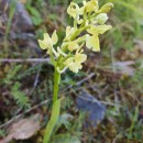 Orchis provincialis Balb. ex Lam & DC.Orchis provincialis Balb. ex Lam & DC.