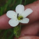 Arenaria montana L.Arenaria montana L.