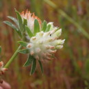 Anthyllis vulneraria L.Anthyllis vulneraria L.