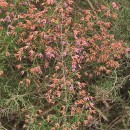 Erica australis L.Erica australis L.