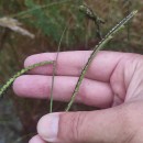 Paspalum dilatatum Poir.Paspalum dilatatum Poir.