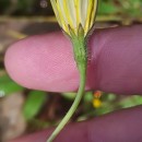 Leontodon saxatilis Lam.Leontodon saxatilis Lam.