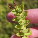 Hypericum elodes L.Hypericum elodes L.
