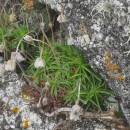 Armeria pubigera (Desf.) Boiss.Armeria pubigera (Desf.) Boiss.