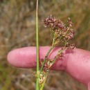 Juncus acutiflorus Ehrh. ex Hoffm.Juncus acutiflorus Ehrh. ex Hoffm.