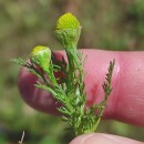 Matricaria discoidea DC.Matricaria discoidea DC.