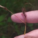 Carex binervis Sm.Carex binervis Sm.