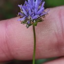 Jasione montana L.Jasione montana L.