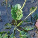 Plantago major  L.Plantago major  L.