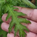 Quercus pyrenaica Willd.Quercus pyrenaica Willd.