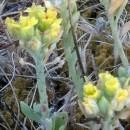 Alyssum gallaecicum (S.Ortiz) Španiel, Marhold & LihováAlyssum gallaecicum (S.Ortiz) Španiel, Marhold & Lihová