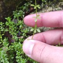 Galium saxatile L. subsp. vivianum (Kliphuis) Ehrend.Galium saxatile L. subsp. vivianum (Kliphuis) Ehrend.