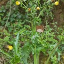 Sonchus asper (L.) HillSonchus asper (L.) Hill