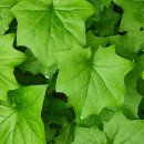 Delairea odorata Lem.Delairea odorata Lem.
