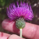 Cirsium filipendulum LangeCirsium filipendulum Lange