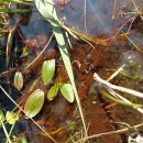 Potamogeton natans L.Potamogeton natans L.