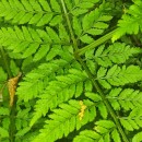 Dryopteris guanchica Gibby & JermyDryopteris guanchica Gibby & Jermy