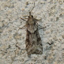 Eudonia angustea (Curtis, 1827)Eudonia angustea (Curtis, 1827)