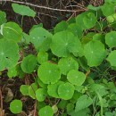 Tropaeolum majus L.Tropaeolum majus L.