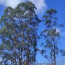 Eucalyptus globulus Labill.Eucalyptus globulus Labill.