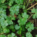 Geranium lucidum L.Geranium lucidum L.