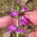 Lythrum junceum Banks & Sol.Lythrum junceum Banks & Sol.