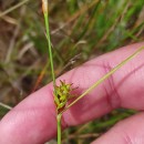 Carex durieui Steud. ex KunzeCarex durieui Steud. ex Kunze