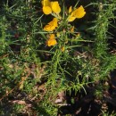 Ulex europaeus L. subsp. latebracteatus (Mariz) Rothm.Ulex europaeus L. subsp. latebracteatus (Mariz) Rothm.