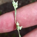 Logfia minima (Sm.) Dumort.Logfia minima (Sm.) Dumort.