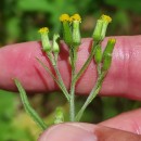 Senecio sylvaticus L.Senecio sylvaticus L.