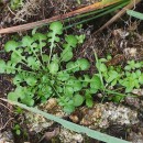 Teesdalia nudicaulis (L.) R. Br.Teesdalia nudicaulis (L.) R. Br.