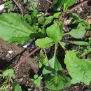 Plantago major  L.Plantago major  L.