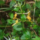 Lonicera periclymenum L. subsp. periclymenumLonicera periclymenum L. subsp. periclymenum