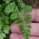 Asplenium adiantum-nigrum L. subsp. corunnense (Christ) Rivas Mart.Asplenium adiantum-nigrum L. subsp. corunnense (Christ) Rivas Mart.