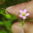 Geranium purpureum Vill.Geranium purpureum Vill.