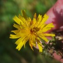 Picris hieracioides L.Picris hieracioides L.