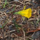 Narcissus bulbocodium L.Narcissus bulbocodium L.